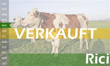 trchtige Fleckvieh Kalbin zu verkaufen, beweidet und ruhig